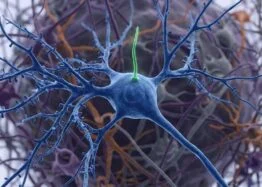 Mouse Study Links Hypothalamic Cilia to NAD+ and Calorie Restriction