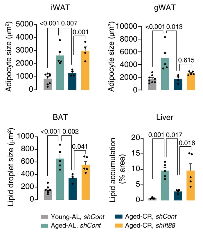 Cilia metabolic effects