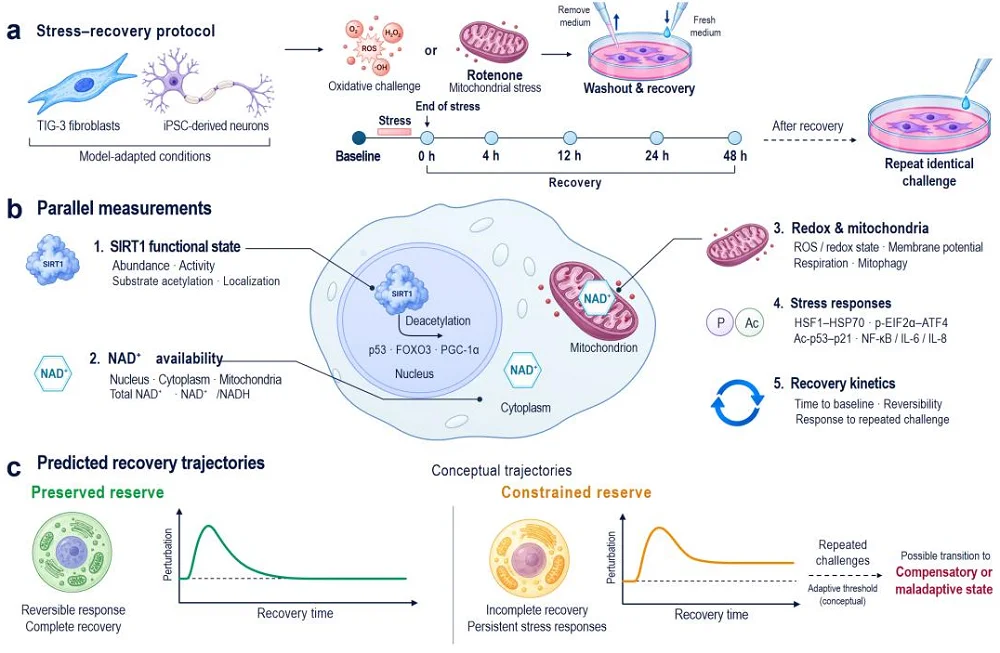 SIRT1 Functional Reserve