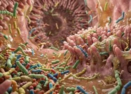 Gut Bacteria Molecule Reduced Artery Plaque in Mice, but Human Benefits Are Unknown
