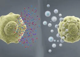 Senescent Cells Send Distinct Signals Through Extracellular Vesicles