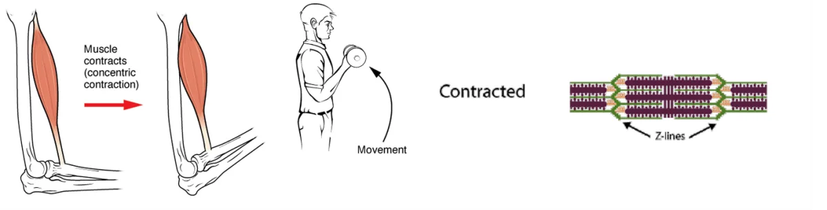 Isometric Exercise for Strength, Muscle Growth, Rehabilitation, and Pain Management